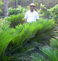 Landscape Plants